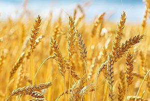 Bio Weizengraspulver 500âŻg â Fein vermahlen & naturbelassen - Image 8